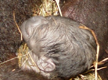 2 hour old baby Western Lowland Gorilla